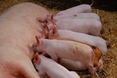 Καταπολέμηση των επιβλαβών επιπτώσεων της διάρροιας σε πληθυσμούς θηλαζόντων χοίρων